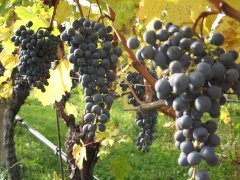 cabernet_sauvignon_2_.jpg
